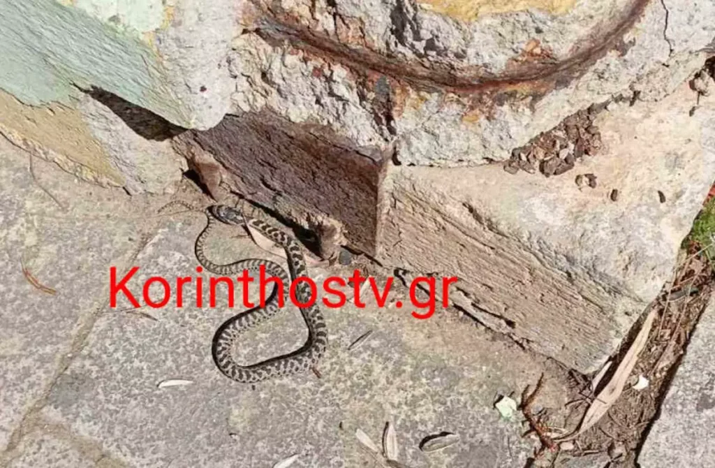 Φίδι «κόβει βόλτες» έξω από το Δικαστικό Μέγαρο Κορίνθου (βίντεο)