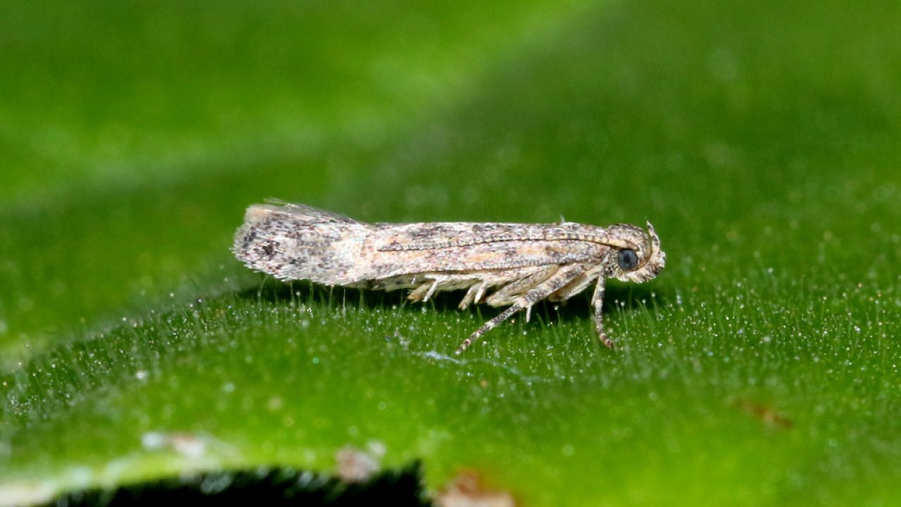 Spodoptera frugiperda: Συναγερμός για επικίνδυνη πεταλούδα που καταστρέφει τις καλλιέργειες