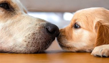 Τα σκυλιά μπορούν να συνδέουν λέξεις με αντικείμενα όπως οι άνθρωποι