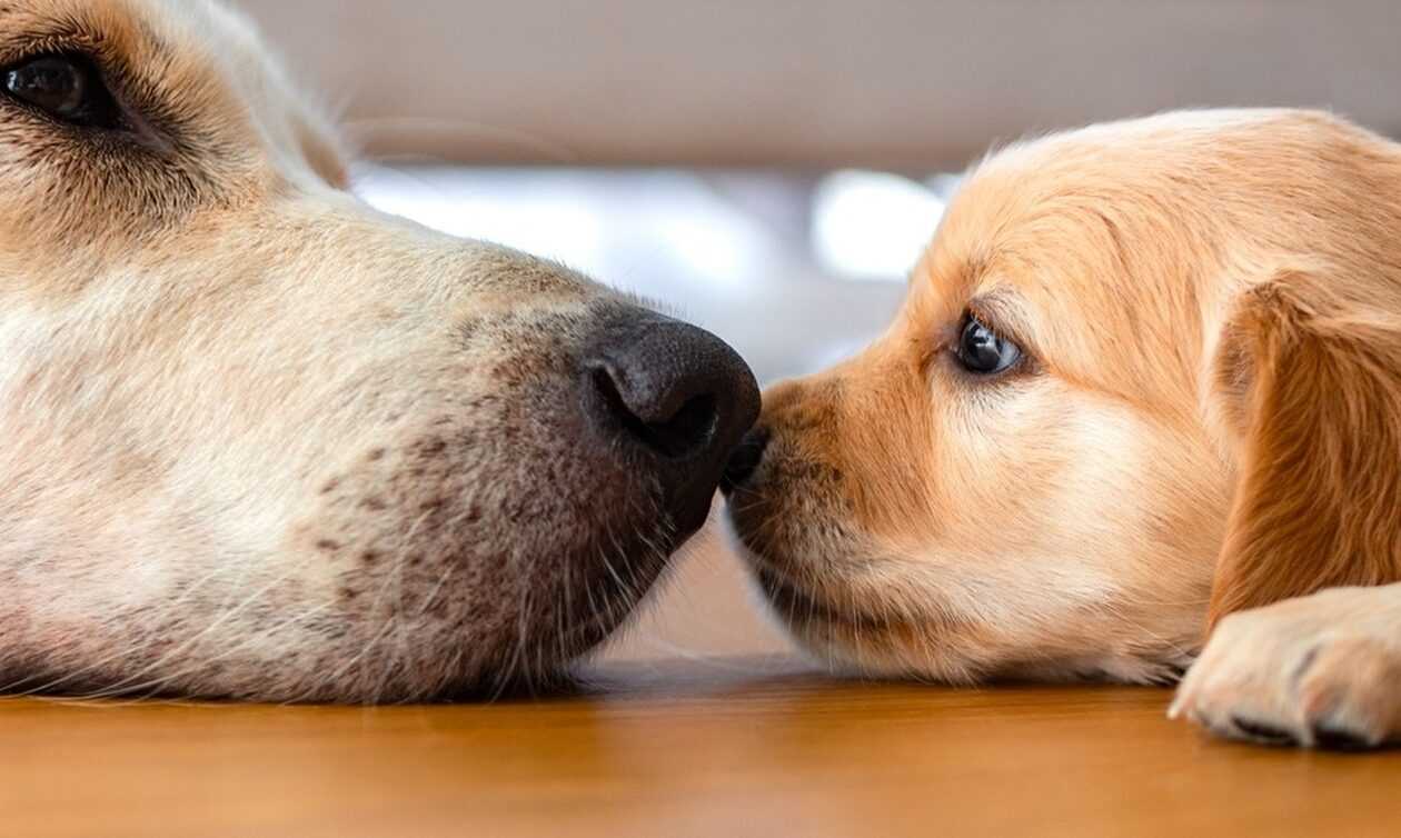 Τα σκυλιά μπορούν να συνδέουν λέξεις με αντικείμενα όπως οι άνθρωποι
