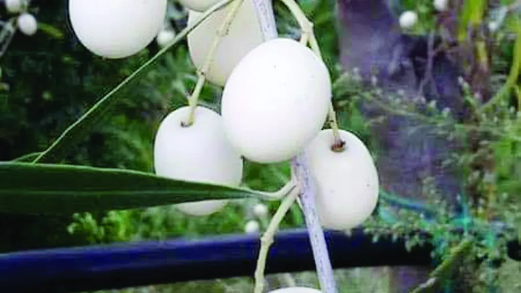 Λευκή Ελιά: Η σπάνια ποικιλία που λάτρευαν οι αρχαίοι Έλληνες – Ποιες είναι οι ιδιαιτερότητές της