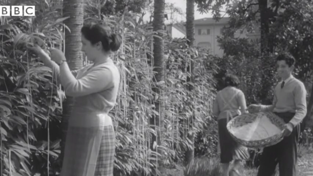 Η πρωταπριλιάτικη φάρσα του BBC που άφησε εποχή – Πώς να καλλιεργήσετε… σπαγγέτι (βίντεο)
