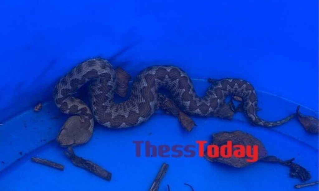 Θεσσαλονίκη: Εντοπίστηκε οχιά στη Σουρωτή – «Το δηλητήριο λειτουργεί διαφορετικά στον κάθε οργανισμό» (βίντεο)