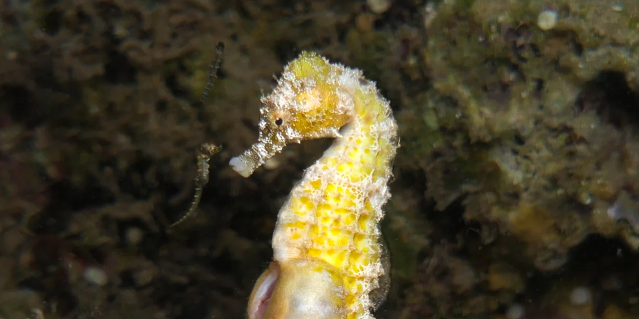 Η μαγεία της φύσης: Ένας ιππόκαμπος γεννά (βίντεο)