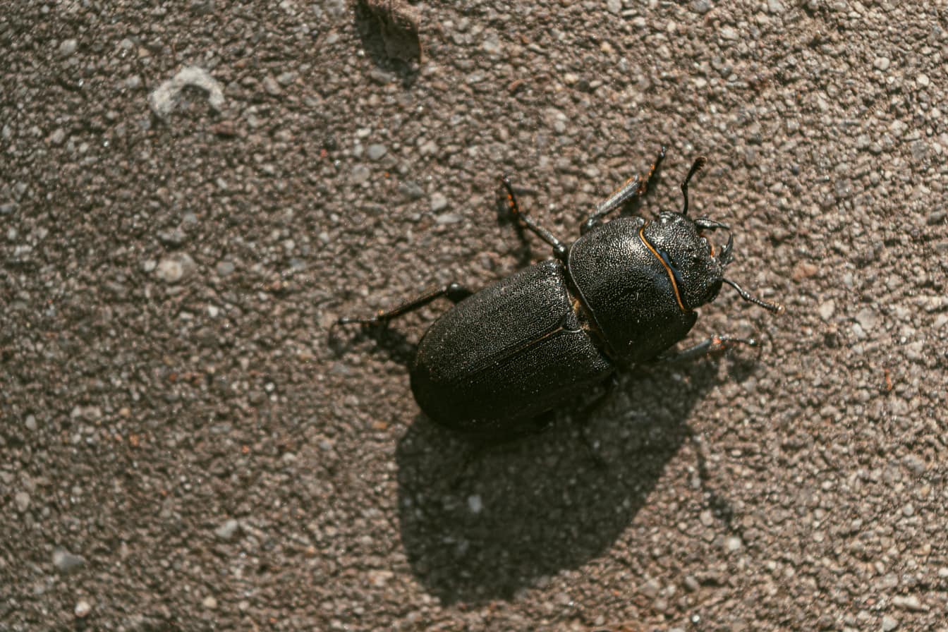 Αυτό είναι το ζώο που μπορεί να σηκώσει 1.180 φορές το βάρος του (βίντεο)