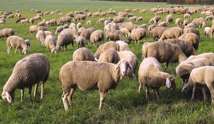 Ελβετία: Σκληρός τρόπος διαμαρτυρίας από αγρότες – Άφησαν νεκρά πρόβατα για τον υπερπληθυσμό των λύκων (φωτο)