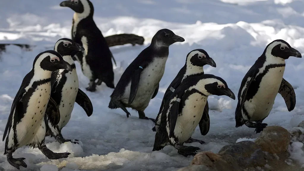 Ανταρκτική: Εκατοντάδες πιγκουίνοι εντοπίστηκαν νεκροί – Γιατί ανησυχούν οι επιστήμονες