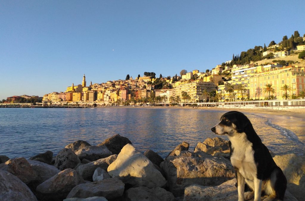 Ράικα: Η σκυλίτσα που χάθηκε στον Έβρο και βρέθηκε στη Σερβία ένα χρόνο μετά