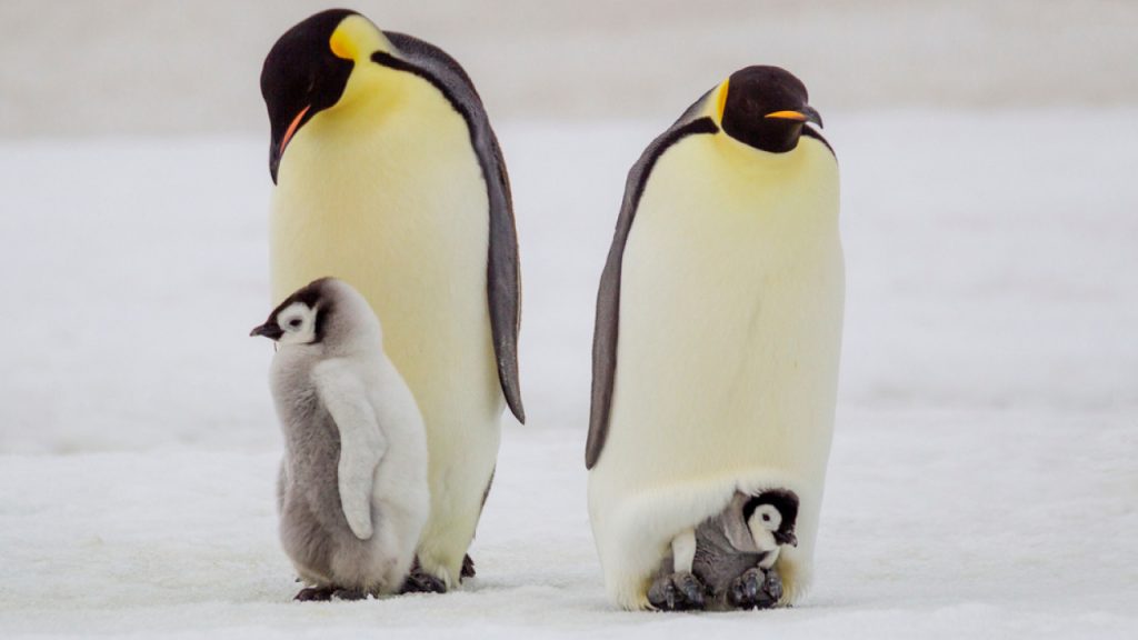 Εντυπωσιακό βίντεο: Μικροί πιγκουίνοι βουτούν από βράχο 15 μέτρων στα παγωμένα νερά της Ανταρκτικής 