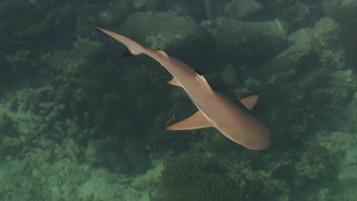 Τρομακτικές στιγμές για λουόμενους στο Μαϊάμι: Καρχαρίας κολυμπούσε ανάμεσά τους! (βίντεο)