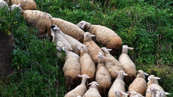 Λαμία: Σε γαλλικά περιλαίμια στα αιγοπρόβατα που διώχνουν τους λύκους οι ελπίδες των κτηνοτρόφων