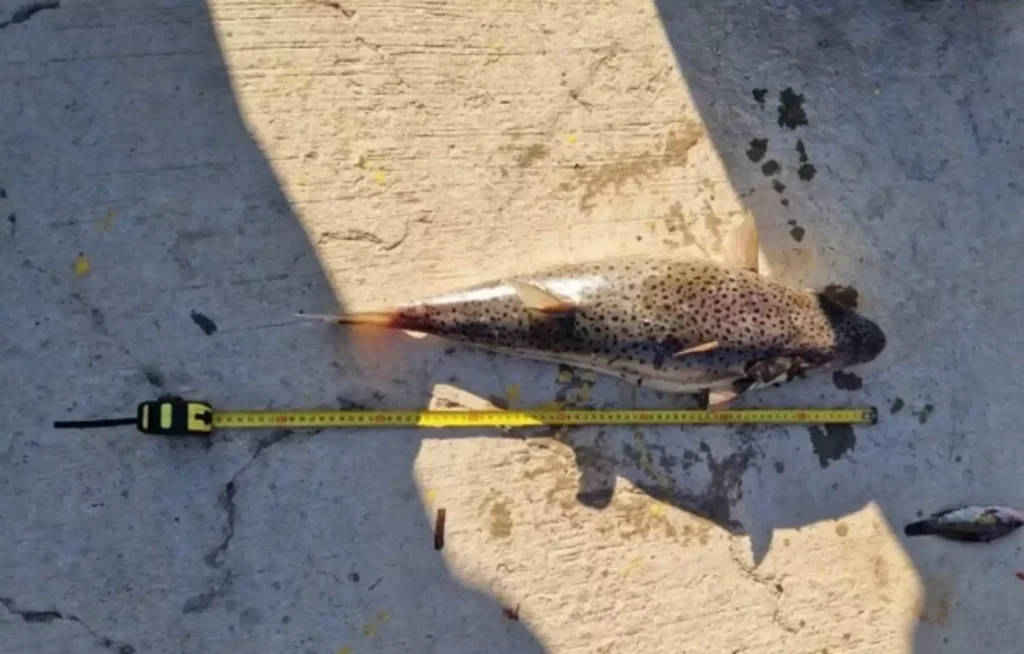 Κρήτη: Λαγοκέφαλοι ενός μέτρου προκαλούν «πονοκέφαλο» στους ψαράδες στην Ιεράπετρα