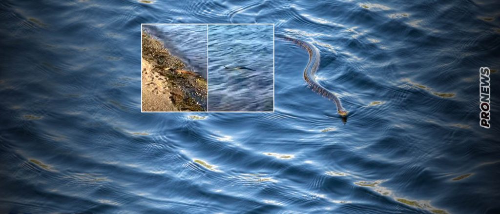 Βόλος: Γυναίκα δέχθηκε δάγκωμα από φίδι μέσα στην θάλασσα!