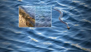Βόλος: Γυναίκα δέχθηκε δάγκωμα από φίδι μέσα στην θάλασσα!