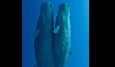Σπάνιο βίντεο: Οικογένεια φαλαινών κοιμάται γαλήνια στον ωκεανό