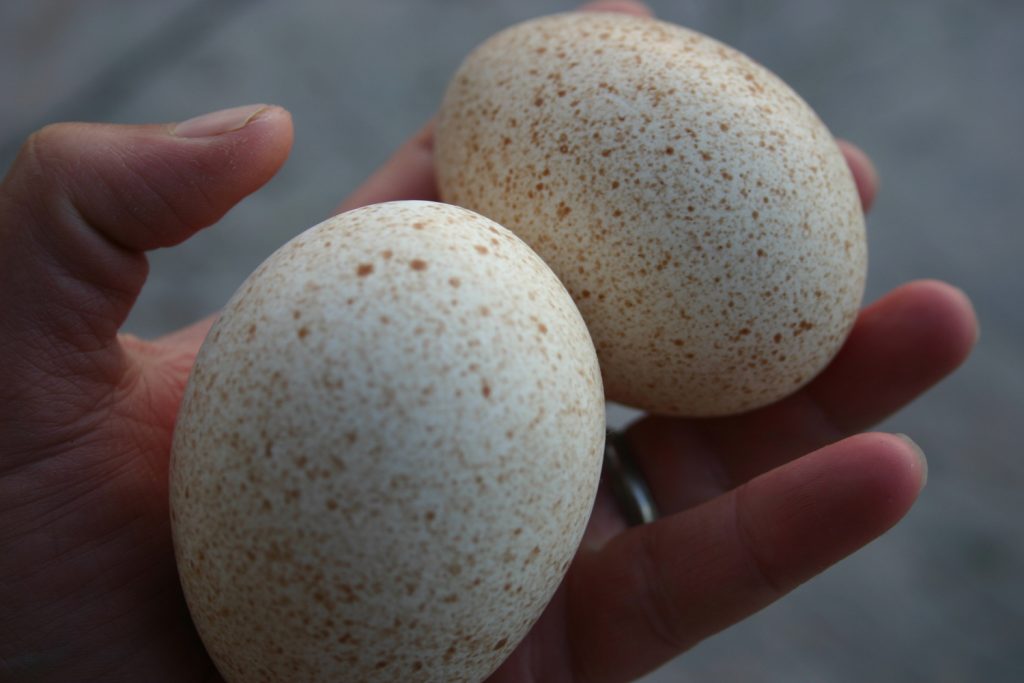 Αυτός είναι ο λόγος που δεν τρώμε αυγά γαλοπούλας