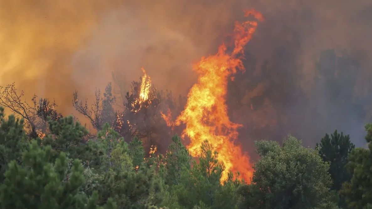 Σπάτα: Οριοθετήθηκε η φωτιά που ξέσπασε απέναντι από το Αττικό Ζωολογικό Πάρκο (upd2)