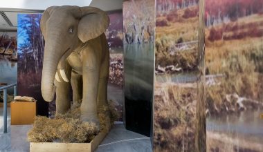 Γερμανία: Σημαντική ανακάλυψη στη Βαυαρία – Βρέθηκαν οστά προϊστορικών ελεφάντων (φώτο)