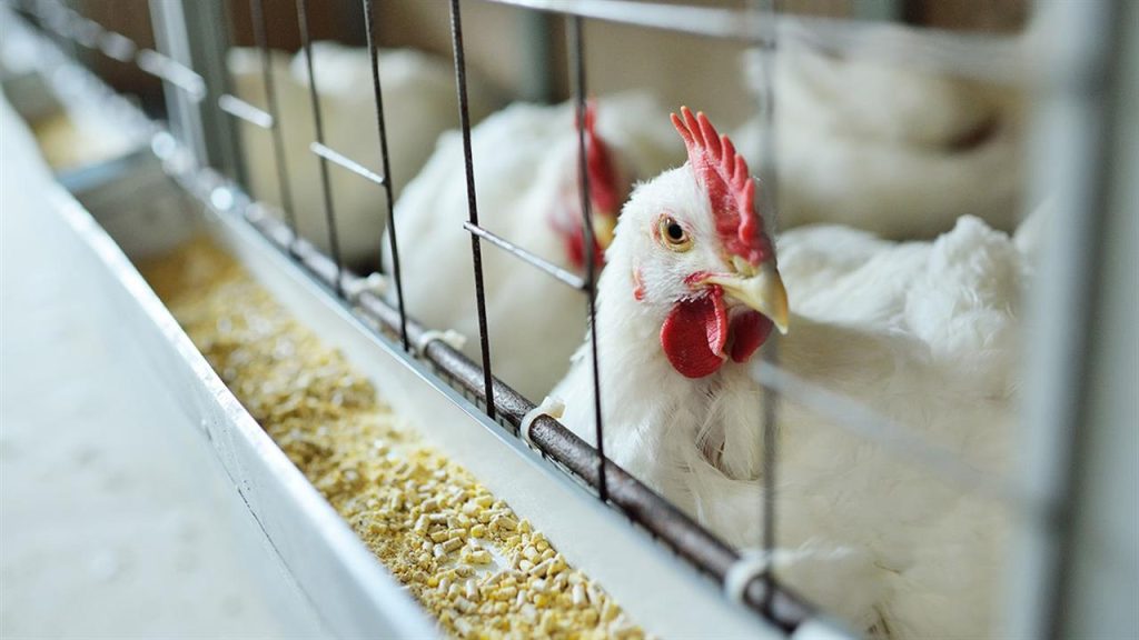 ΠΟΥ: «Τεράστια η ανησυχία για την μετάδοση της γρίπης των πτηνών στους ανθρώπους»