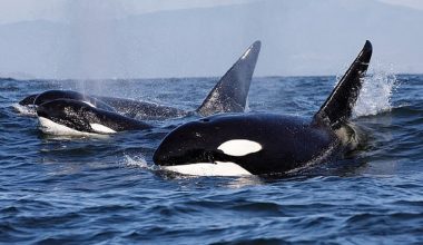 Φάλαινες δολοφόνοι «εκπαιδεύουν» τα μικρά τους σε επιθέσεις «μίσους» εναντίον σκαφών;