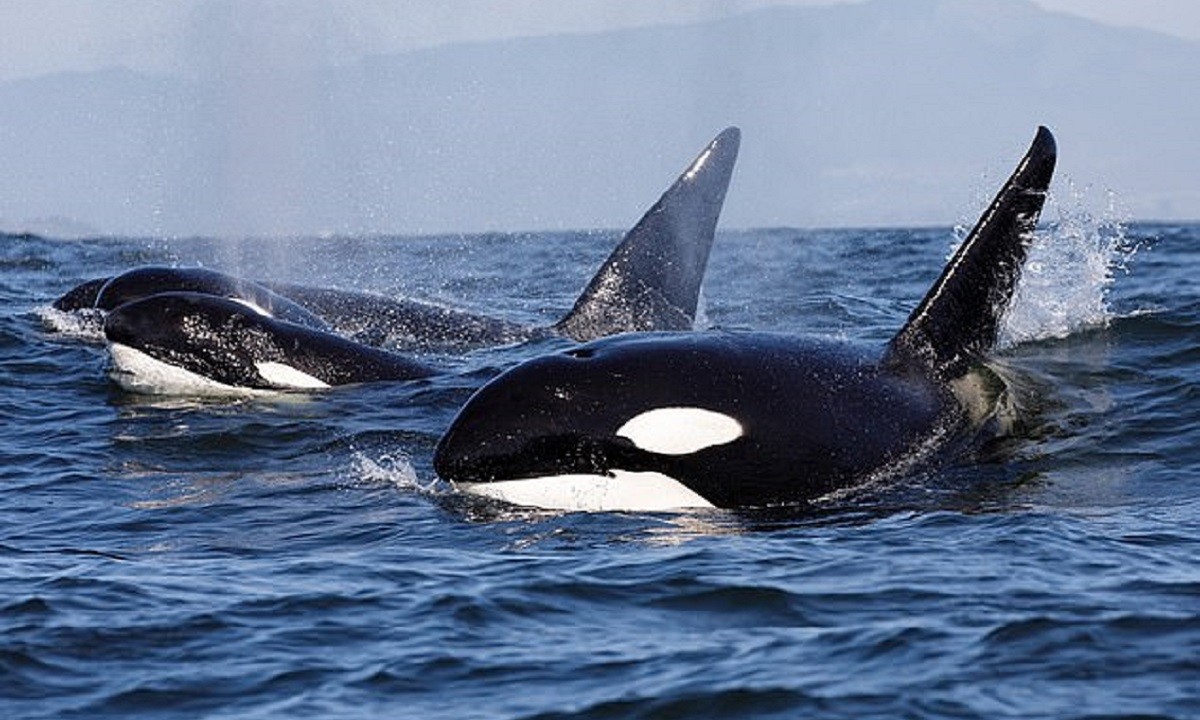 Φάλαινες δολοφόνοι «εκπαιδεύουν» τα μικρά τους σε επιθέσεις «μίσους» εναντίον σκαφών;