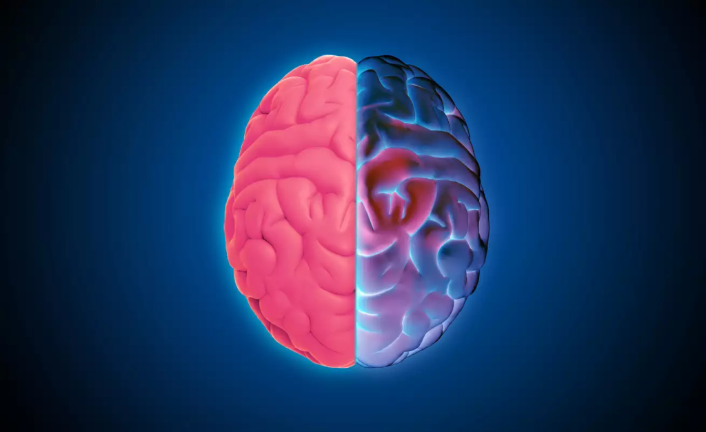 Νέα μελέτη: Κατά 6,6% έχει μεγαλώσει ο ανθρώπινος εγκέφαλος από το 1930 – Μειώθηκε το IQ