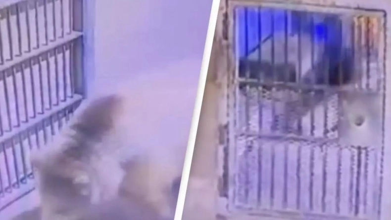 Τρομακτικό βίντεο δείχνει αρκούδα να κυνηγάει φύλακα – Δεν έπιασε η κλειδαριά και βρέθηκε να τρέχει πανικόβλητος