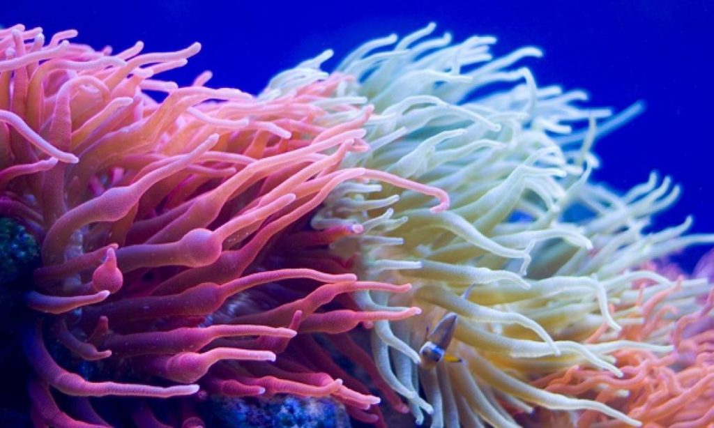 Ολλανδία: Ζωολογικός κήπος δημιουργεί… «Κιβωτό του Νώε» από κοράλλια