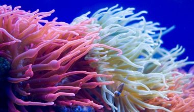 Ολλανδία: Ζωολογικός κήπος δημιουργεί… «Κιβωτό του Νώε» από κοράλλια