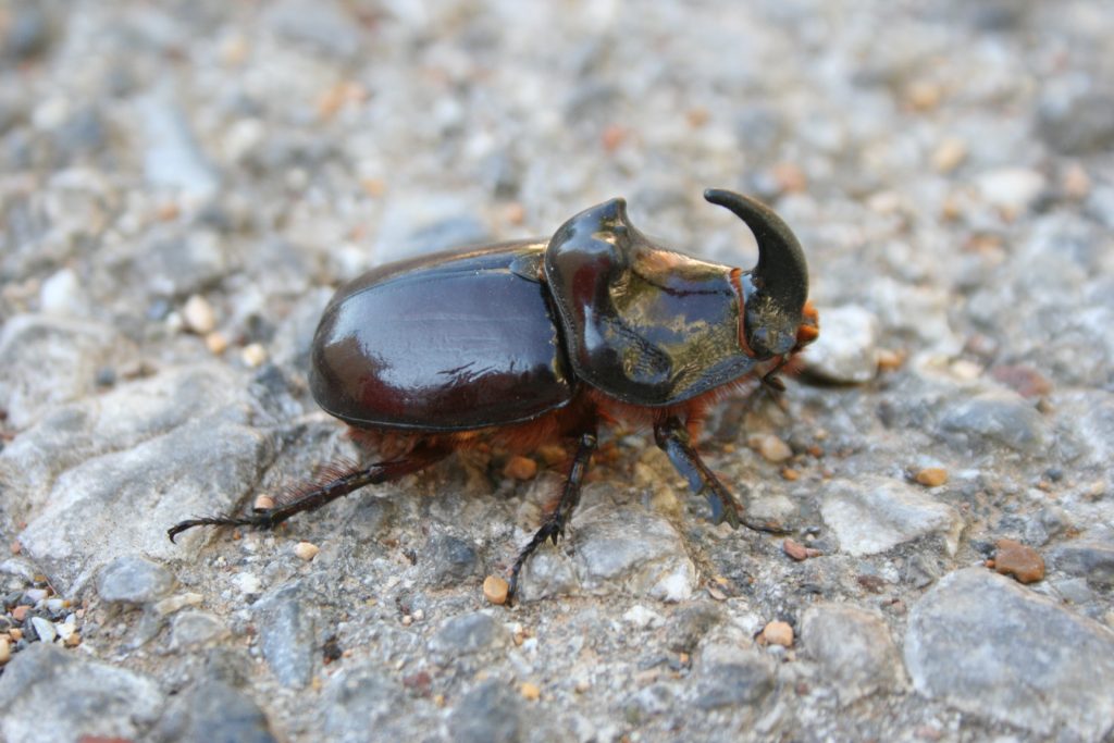 Σκαθάρι «Ηρακλής» ή «ρινόκερος»: Το πιο δυνατό ζώο του κόσμου – Μπορεί να σηκώσει 850 φορές το βάρος του