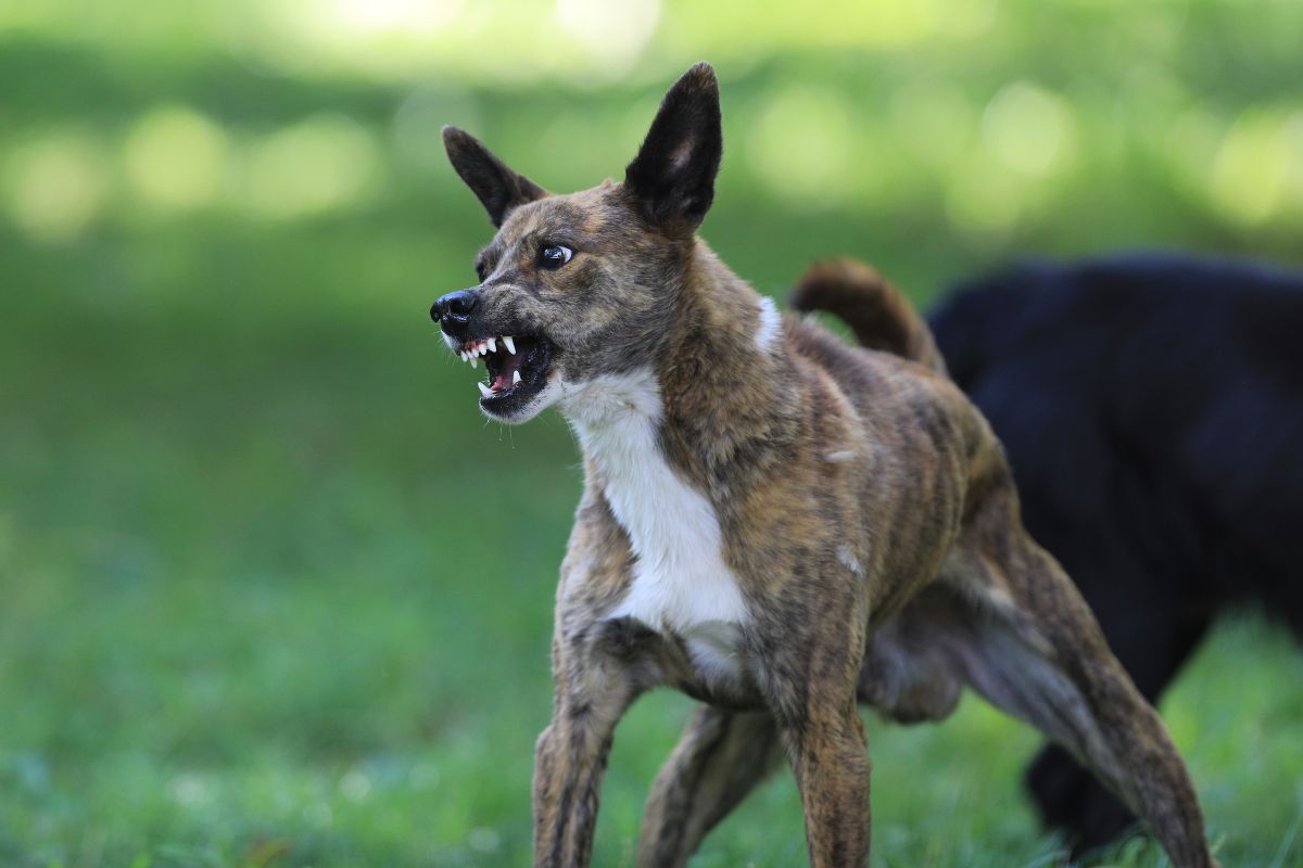 Ιταλία: Σκυλιά κατασπάραξαν μωρό 13 μηνών
