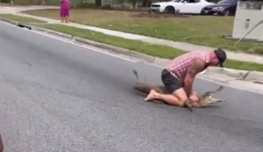 Βίντεο: Παλαιστής από τη Φλόριντα ακινητοποίησε αλιγάτορα 2,5 μέτρων με γυμνά χέρια