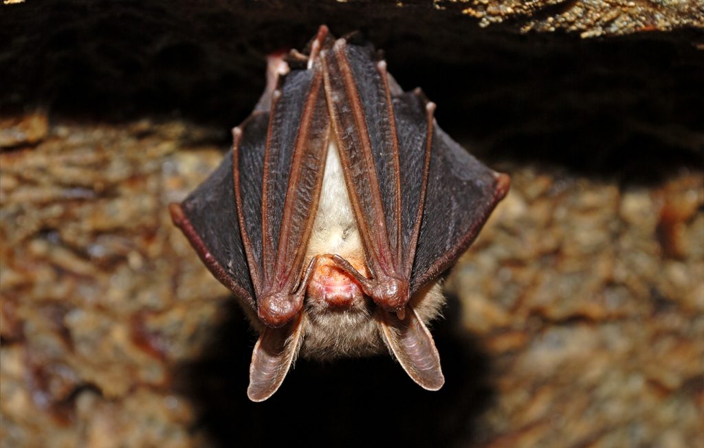 Νυχτερίδες: Αυτός είναι ο λόγος που κρέμονται ανάποδα
