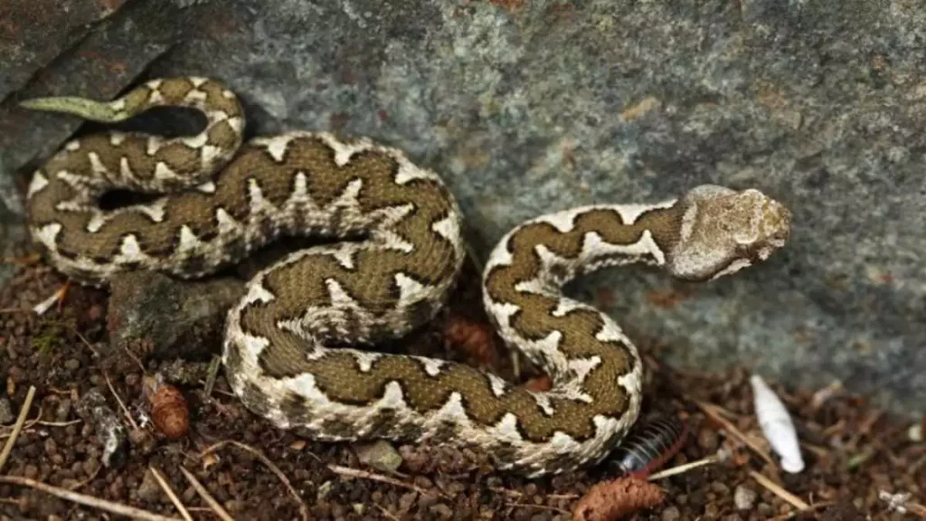 Θεσσαλονίκη: Φίδι εντοπίστηκε σε αυλή νηπιαγωγείου – Οι δάσκαλοι κατάφεραν να το βάλουν σε μπουκάλι