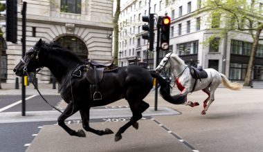 Βίντεο: Άλογα τρέχουν ελεύθερα στους δρόμους του Λονδίνου