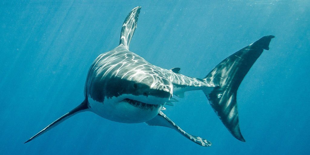 Επιστήμονες έφεραν στο φως απολίθωμα προγόνου των μεγάλων λευκών καρχαριών