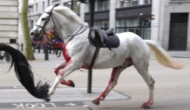 Λονδίνο: Σε σοβαρή κατάσταση δύο από τα άλογα του Βρετανικού ιππικού που έτρεχαν ελεύθερα στους δρόμους