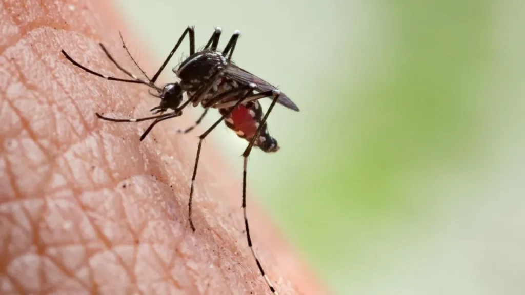 Εξαπλώνονται στην Ευρώπη ασθένειες που μεταδίδονται από τα κουνούπια