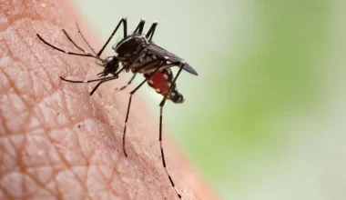 Εξαπλώνονται στην Ευρώπη ασθένειες που μεταδίδονται από τα κουνούπια