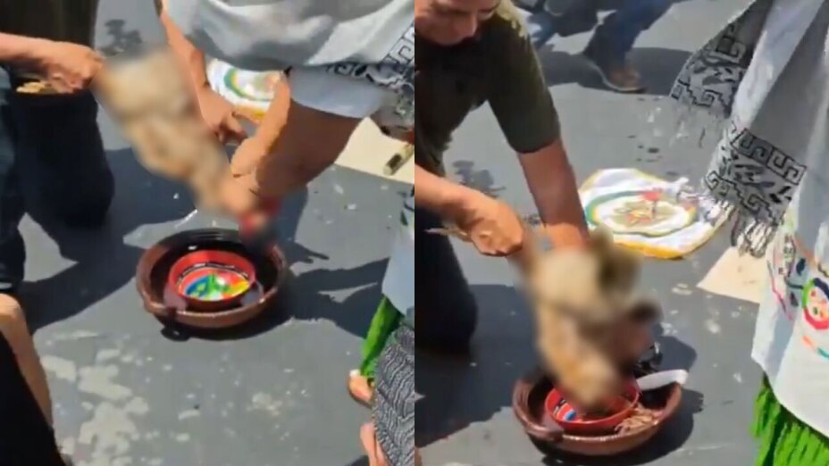 Στη Γερουσία του Μεξικό θυσίασαν κότα στον… θεό της βροχής! (βίντεο)