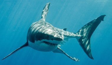 Επιστήμονες έφεραν στο φως απολίθωμα προγόνου των μεγάλων λευκών καρχαριών