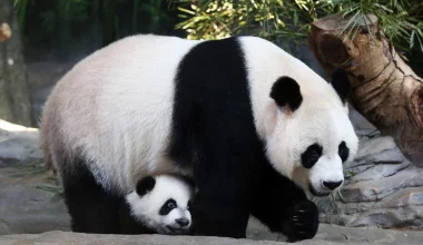 Κίνα: Γιγαντιαία πάντα επιτέθηκαν στη φύλακα ζωολογικού πάρκου (βίντεο)