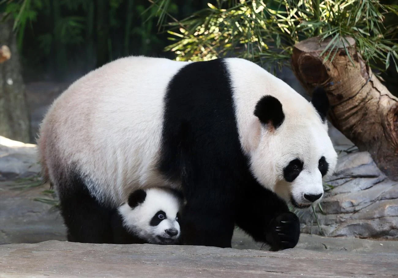 Κίνα: Γιγαντιαία πάντα επιτέθηκαν στη φύλακα ζωολογικού πάρκου (βίντεο)