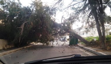 Χανιά: Πτώσεις δέντρων λόγω των θυελλωδών ανέμων στην περιοχή