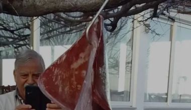 Εύβοια: Iδιοκτήτης ψαροταβέρνας έπιασε καλαμάρι «γίγας» με βάρος 15 κιλά (φωτο) 