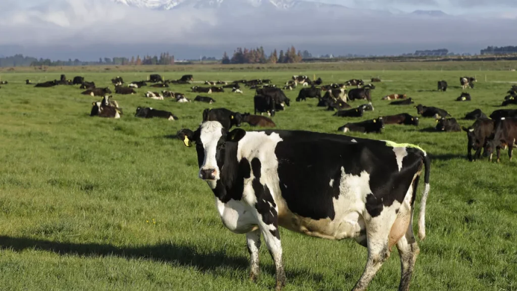 Γρίπη των πτηνών: Eξαπλώνεται στις αμερικανικές αγελάδες – Σε σκέψεις η Ευρώπη