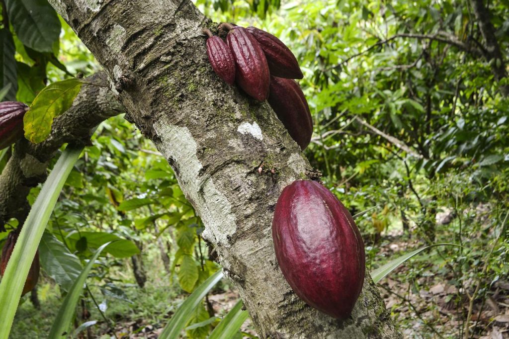 Ιός απειλεί τα κακαόδεντρα – Κίνδυνος για την παγκόσμια προμήθεια σοκολάτας