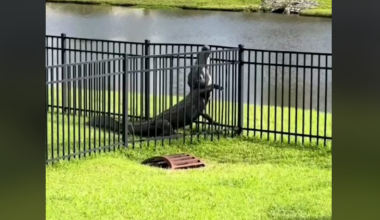 Κροκόδειλος στην Αυστραλία διαφεύγει από φράκτη και πέφτει στο κανάλι!