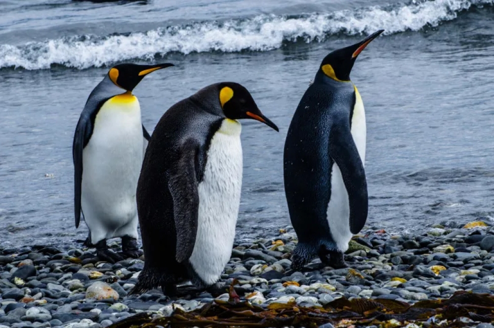 Ανταρκτική: Τα ζώα διατρέχουν μεγάλο κίνδυνο να καούν από τον ήλιο – Εκτεθειμένα πάνω από έναν χρόνο στην τρύπα του όζοντος