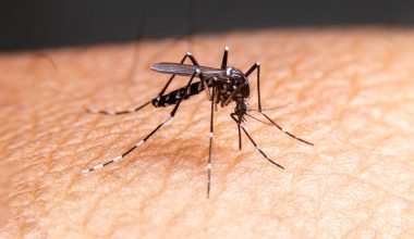 Ανησυχία στην Ιταλία: Εντοπίστηκε μετά από 50 χρόνια το κουνούπι που μεταδίδει την ελονοσία